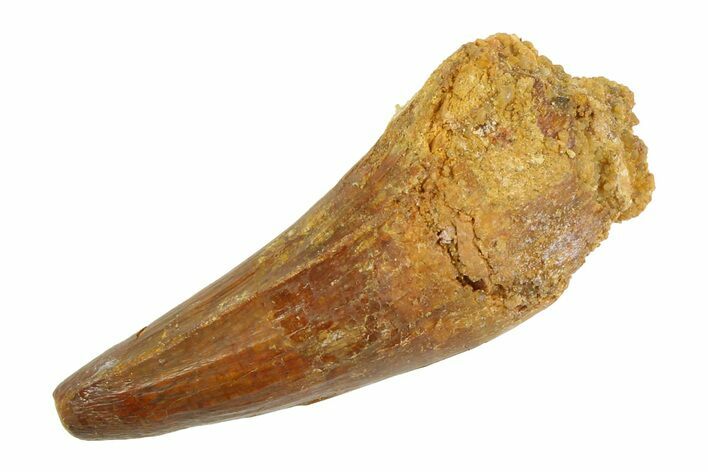 Cretaceous Fossil Crocodylomorph Tooth - Morocco #346889